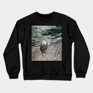 Young deer Crewneck Sweatshirt